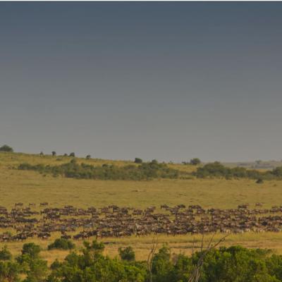 Mara Exclusive Safari 3b