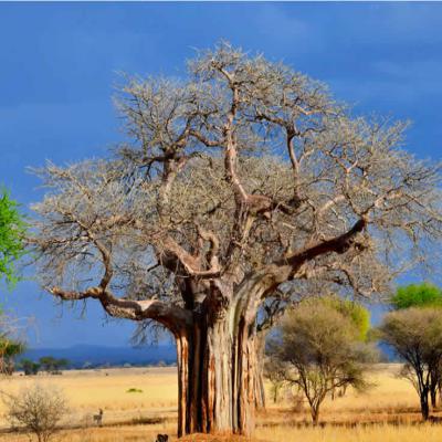 Baobab Tree Tarangire
