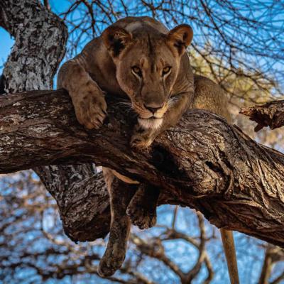 Tarangire Tree Climbing Lions