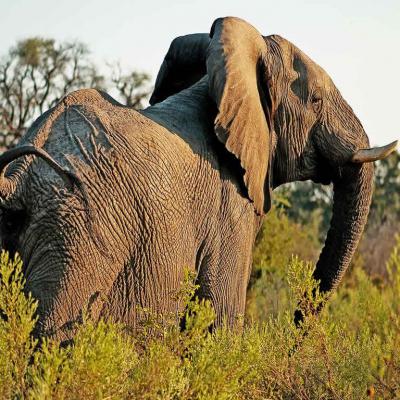 Tarangire Treetops Elephant