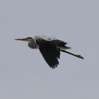 Black Headed Heron In Flight