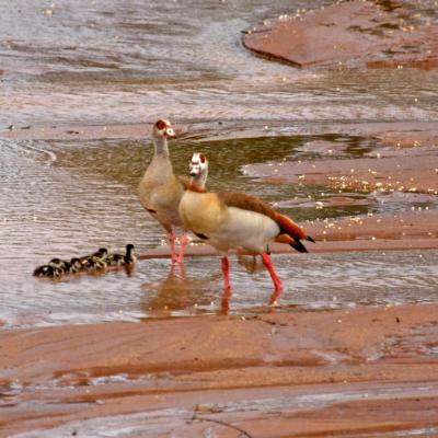 Egyptian Geese 3