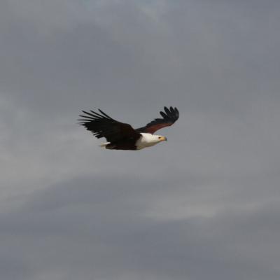 Fish Eagle In Flight 2