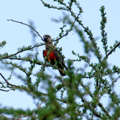 Orange Bellied Parrot 2