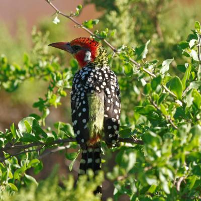 Red And Yellow Barbet 2