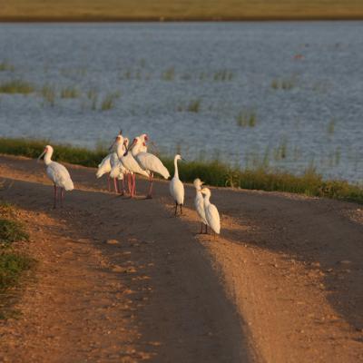 Spoonbills And Egret On Road
