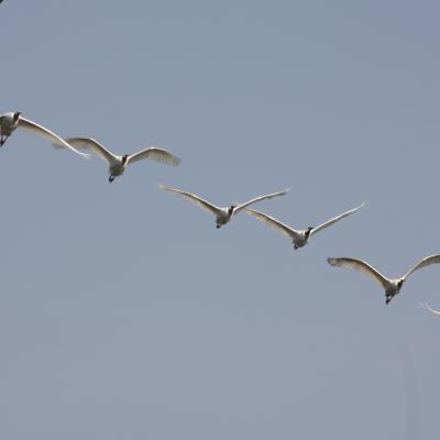 Spoonbills Flying
