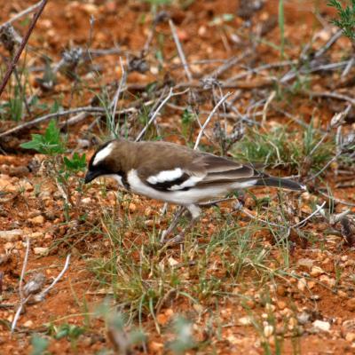 White Browed Sparrow Weaver