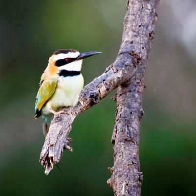 White Throated Bee Eater 2