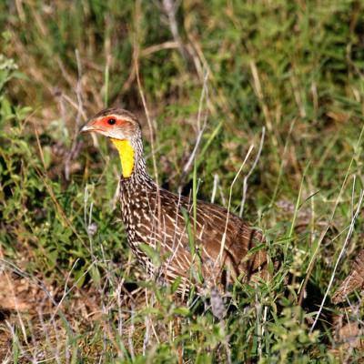 Yellow Necked Spur Fowl 2